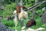 2013 07 06 beauval 132